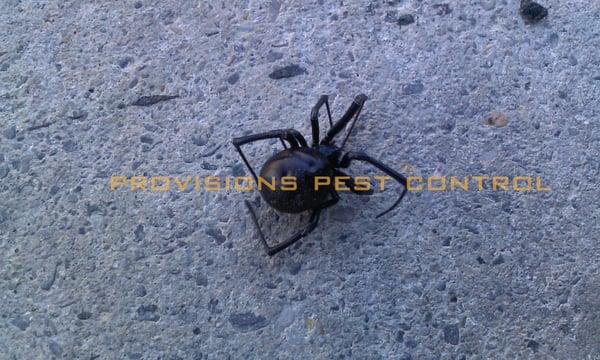 A spider that came off a pallet shipment from China. We service warehouses and commercial properties as well!