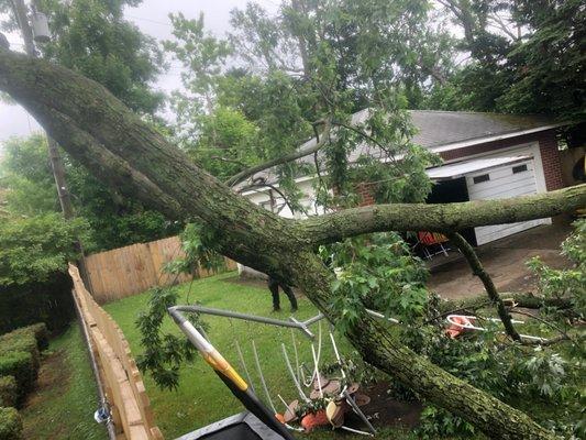 The limb in neighbors yard. Took out his power and destroyed his daughters swing set.