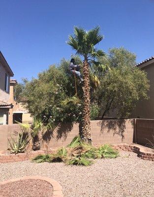 Mexican Fan Palm Trimming