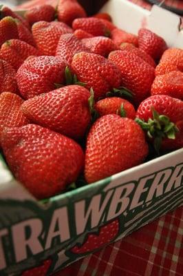 Best Strawberries you'll ever try in your life!