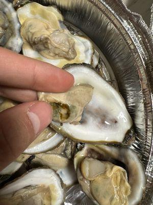 Oyster