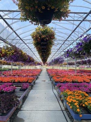 Hanging baskets and annual flats