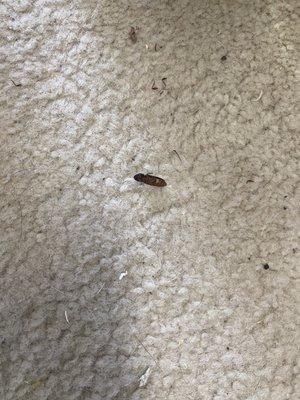 Dead roach