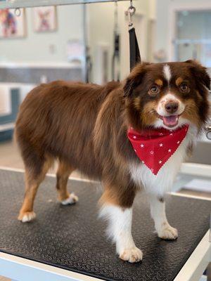 Pretty Rojo! So soft & floofy