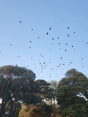 Hundreds of crows from sunrise to sunset daily. They are so loud. It's all you hear.