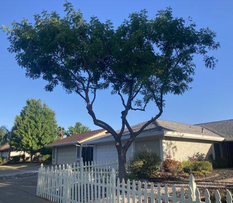 Chinese pitache tree after trimming-looking pretty!