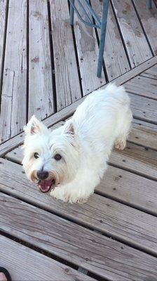 Scotland Terrier