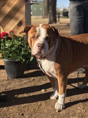 Super dog friendly, this is his happy face.