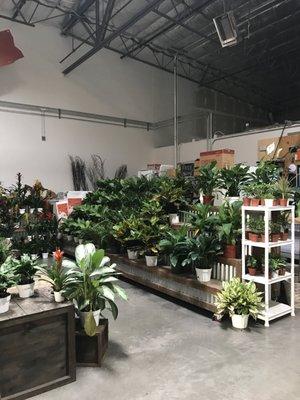 Plant Display