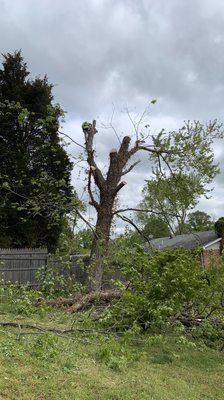 Tree removal and landscaping