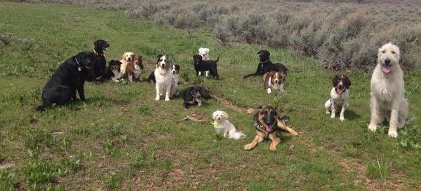 Pack Hike with Active K9.