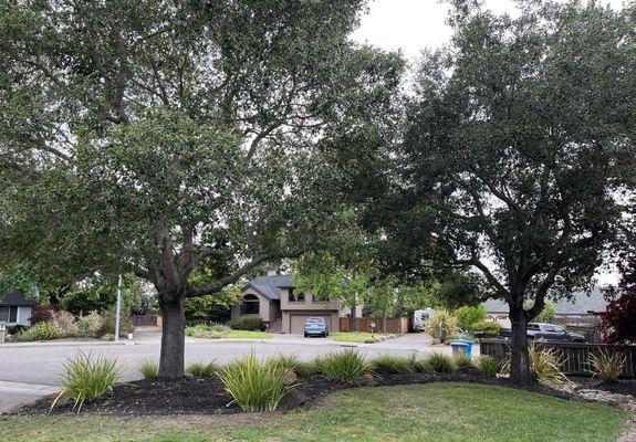 Cameron expertly pruned and refreshed our four front yard oak trees; now our entire view has improved!