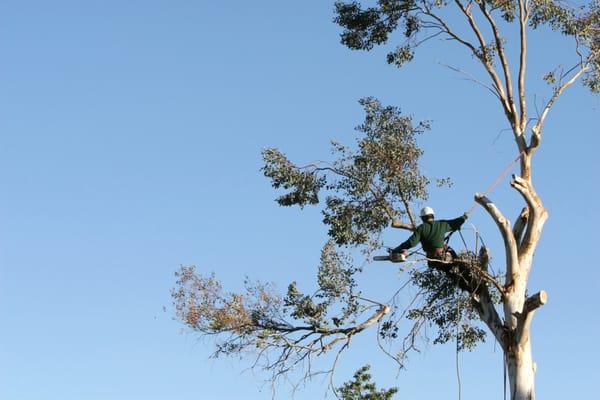 Tree Removal