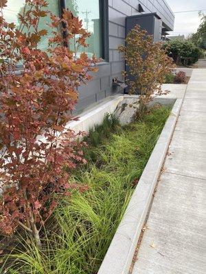 Bioswale with maples