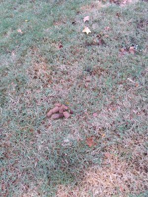 Gift left from pet owner: 10/26/2020 and is still in the yard as of 10/29/2020 waiting for maintenance to remove it.