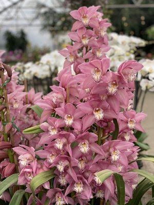 Cymbidium