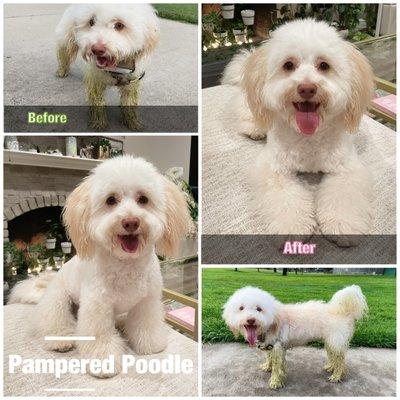 The Pampered Poodle