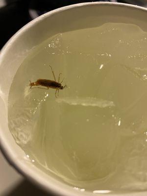 Roach found in the lemonade. They had an attitude when it was pointed out to them. Unsatisfactory, unsanitary and unsettling.