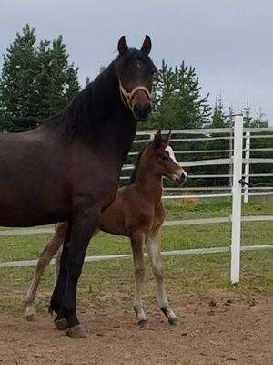 Sterling Hill Riding Academy