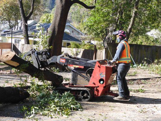 Fredy our certified arborist