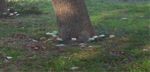 Tree injections already at work saving the roots and trunk of the tree. Call to learn how to keep your trees healthy for years to come.