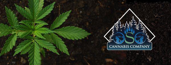 OSO Cannabis Company