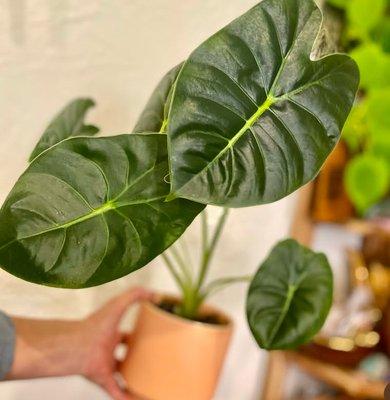 Alocasia 'Golden Bone' is a beautiful selection of a living houseplant that you'll find at Honey Lily Boutique...come pick yours out today!