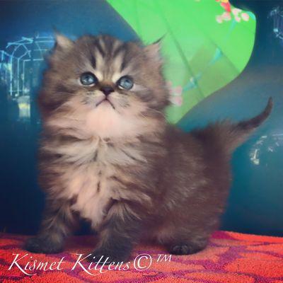 Kismet Kittens: Stunning Golden Tabby Teacup Kitten.