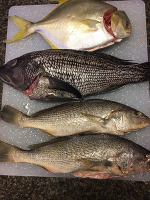 Pompano, black bass, croaker.