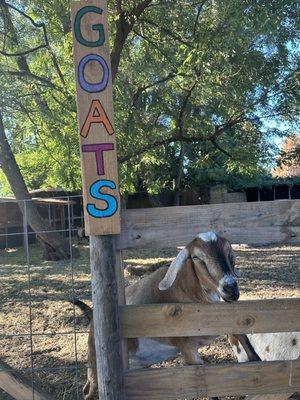 Goats beautiful goats