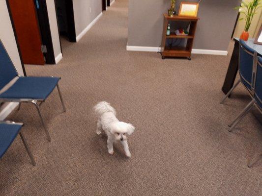 Guard dog in the lobby, informing visitors of the two biscuit entry fee.