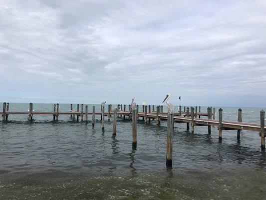 Private dock with friendly pelicans