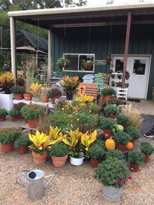 Fall mums, Crotons, and grasses.