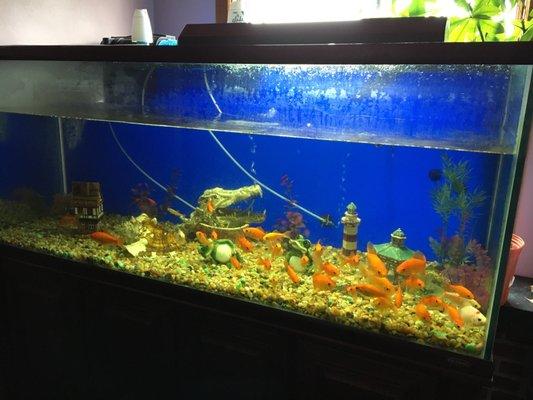 Cleaned recently - looks nice! Happy fish!