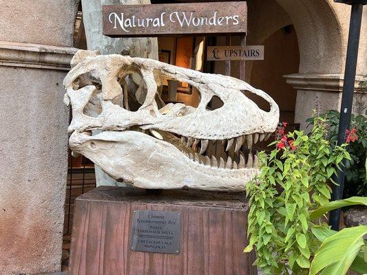 Natural wonders T. rex head