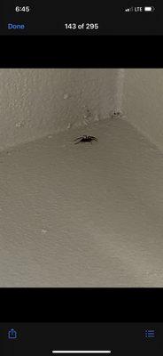 Giant spider that was found in apartment