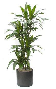 Dracaena Craigii