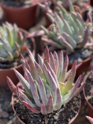 Dudleya greenei Channel Islands Powder Rosettes