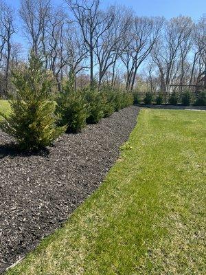 Black Mulch