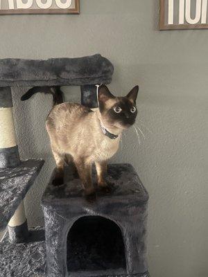 Tink and her new cat tree