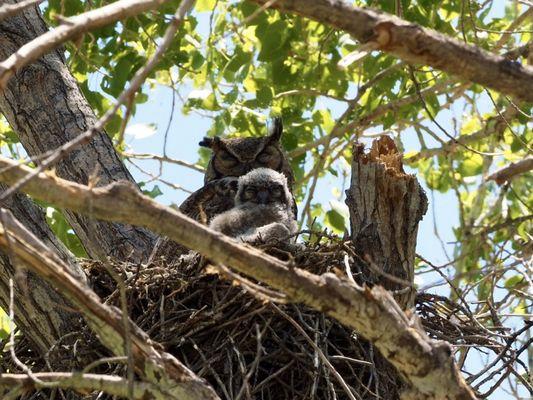 Great Horned Owls!! Momma and baby!! Wow!