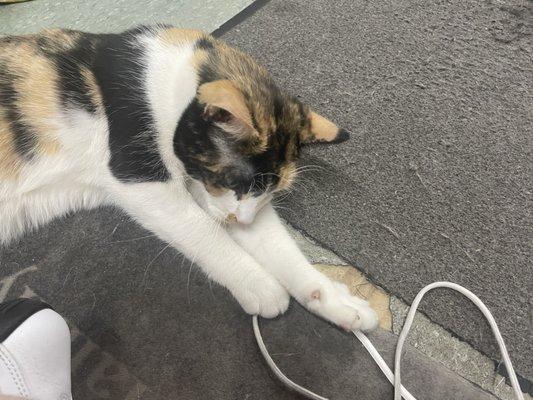 Cat, shoelaces