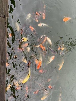 Koi Pond