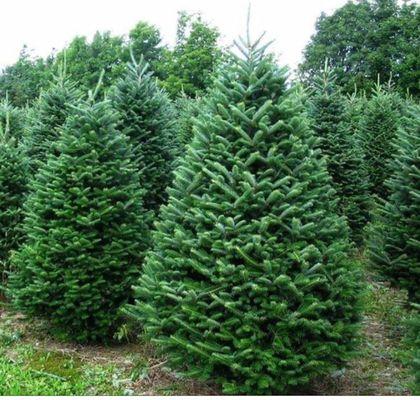 Christmas Trees 5164721370