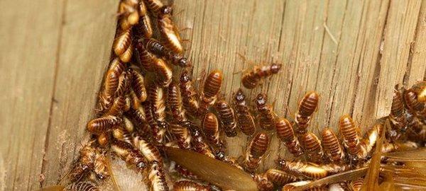 termite control