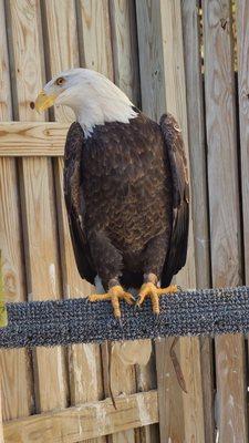 Raptor Rehabilitation of Kentucky