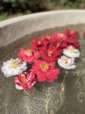 Camellia bowl near the camellia garden