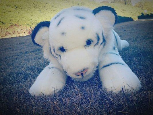 My $10 white tiger relaxing on grass. Hope it doesn't violate any leash laws the city has...