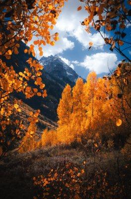 Landscape picture of the fall leaves in Aspen Colorado.