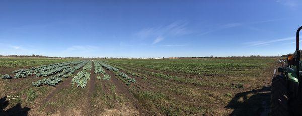 Fields of green.